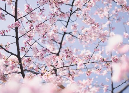 桜